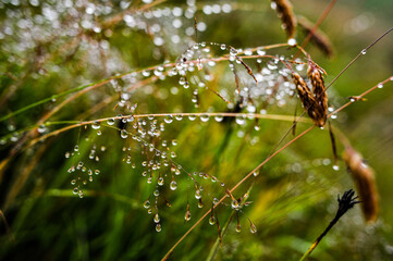 Beautiful landscape, dew on the blades of grass