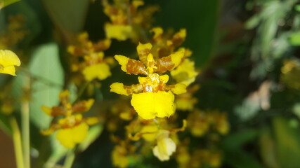 Close up bright yellow Oncidium orchid in the morning on green bckground smooth leaf.