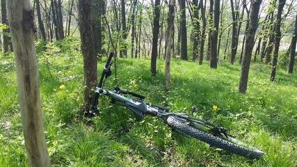 Fototapeta na wymiar bicycle in the forest