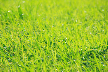 蒜山高原の草原