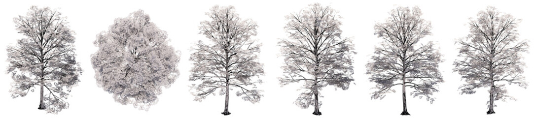 Fototapeta premium Set or collection of drawings of Elm trees isolated on white background . Concept or conceptual 3d illustration for nature, ecology and conservation, strength and endurance, force and life