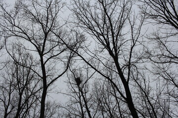 Fototapeta na wymiar black silhouettes of trees on a gray sky in autumn with depression bird's nest