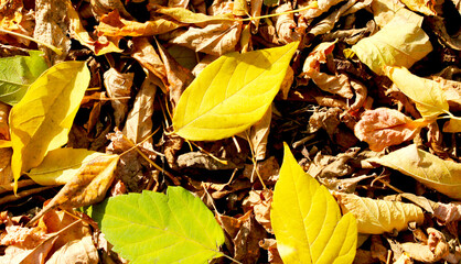 Yellow and dry leaves of trees. Autumn background