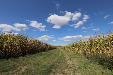 A beautiful French dirt road through the cornfields on a warm and sunny day.