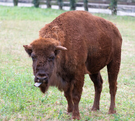 bison sticking out tongue, smiling