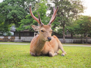 奈良公園の鹿
