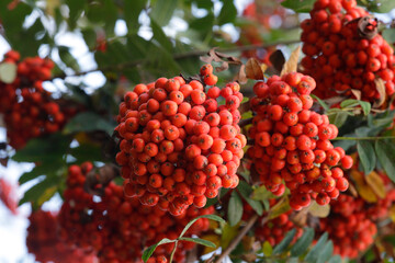 Vogelbeere oder Eberesche (Sorbus aucuparia) Pflanze mit roten Früchten am Baum, Heilpflanze