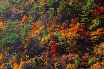 紅葉の山