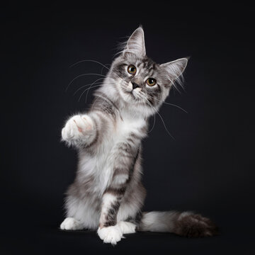 Handsome young Maine Coon cat, siting up facing front with paw hig up pointing. Looking towards camera with yellow eyes. Isolated on black background.