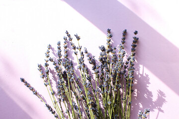 Dry lavender branches lie on a purple background in the sun with shadows from objects, close-up,...
