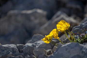 Papaver alpinum flowers in the mountains