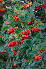 Vogelbeere oder Eberesche (Sorbus aucuparia) Pflanze mit roten Früchten am Baum, Heilpflanze