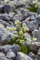 Obraz na płótnie Canvas White Papaver alpinum flowers on stones