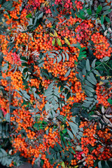 Fototapeta premium Vogelbeere oder Eberesche (Sorbus aucuparia) Pflanze mit roten Früchten am Baum, Heilpflanze