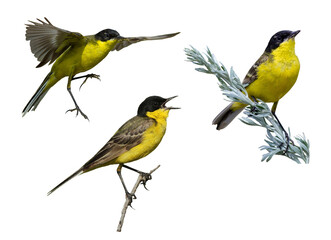 Set of black-headed wagtail male isolated on white background.