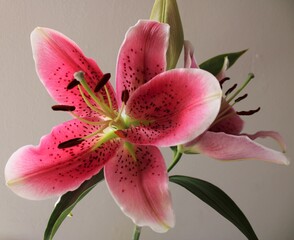 Pink Stargazer Lily (lilium stargazer)