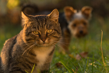 Obraz premium dog and cat playing on the grass. animal friendship