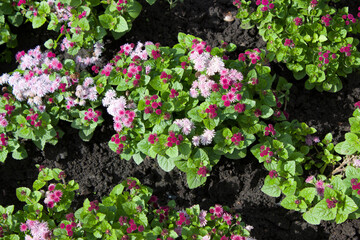 Fototapeta na wymiar Blooming multicolored Ageratum on a flower bed in the garden