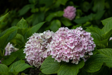 Rounded clusters of garden hydrangea flowers (Hydrangea Macrophylla, Endless summer). Close-up Purple Hydrangea or Hortensia flower on a green leaves background.