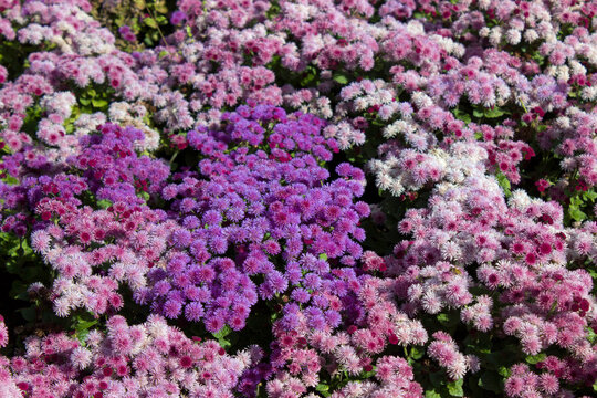 Blooming multicolored Ageratum on a flower bed in the garden