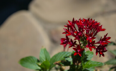Bright small red flowers in the Park, close-up