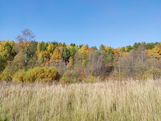 Fototapeta premium autumn forest against the blue sky in a sunny landscape