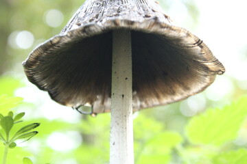 Magpie Fungus (coprinopsis picacea) 
