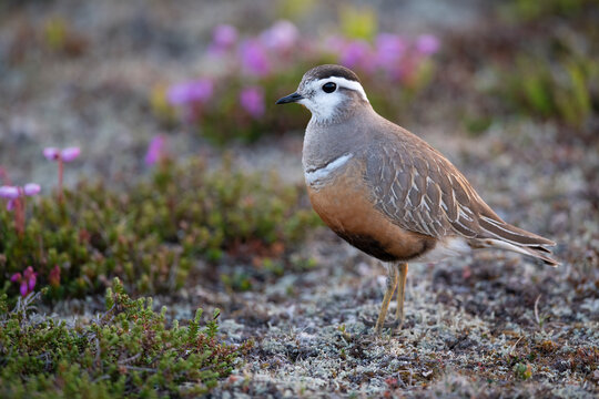 Dotterel bird and high mountain flowers