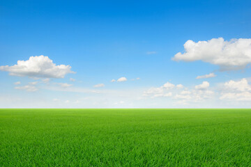 Fototapeta na wymiar Landscape view of green grass with blue sky and clouds background.