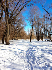 Beaten path in a snowy forest.
