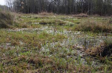 green grass in the water in the spring in the forest snow melted on the lake