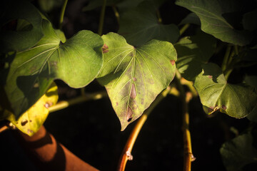 close up of a leaf