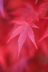 奥津渓谷の紅葉