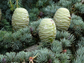 Branches and green cones of Cedrus Deodara also known as Himalayan cedar.