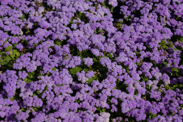 Blooming Ageratum mexicanum on a flower bed in the garden
