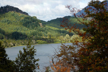 autumn in the forest