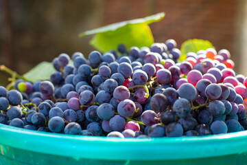 harvest of black ripe Isabella grapes for wine production