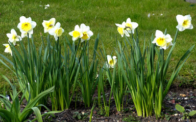 Daffodils in a park in London, England, UK.