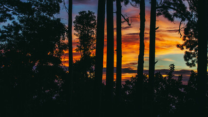 Pine tree forest at sunset or evening twilight time. or warm light.