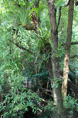 trees in the hort park in singapore