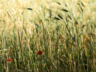 Coquelicots dans un champ de c&eacute;r&eacute;ales &agrave; Valensole, France