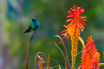 Humming bird at Salento, Colombia