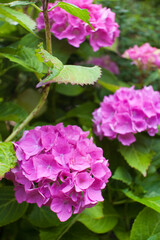 Hydrangea Macrophylla Pia (Pink) Plant