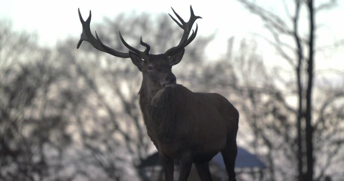 Majestic stag with large antlers looks at Camera - SLOMO