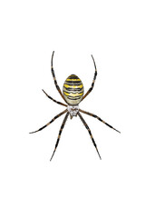 Colorful wasp spider or argiope bruennichi isolated on white background.