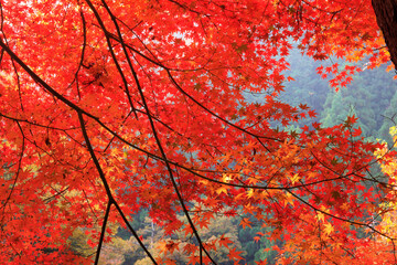 奥津渓谷の紅葉