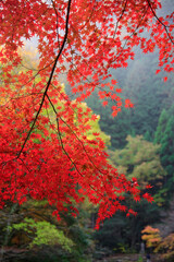 奥津渓谷の紅葉