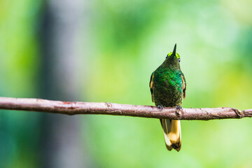 Humming bird at Salento, Colombia