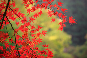 奥津渓谷の紅葉