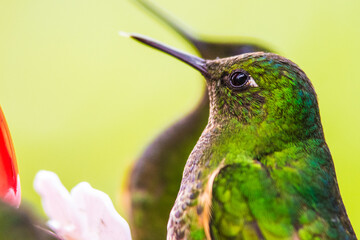 Humming bird at Salento, Colombia